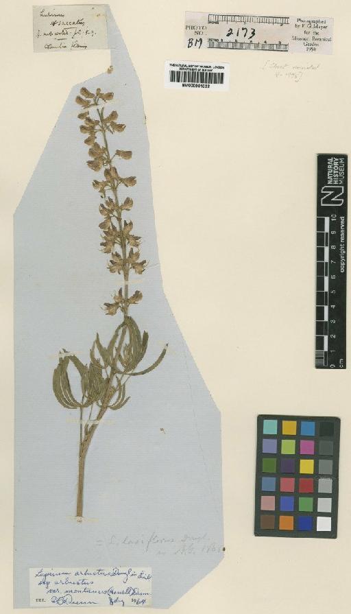 Lupinus arbustus var. montanus (Howell) Dunn - BM000901022