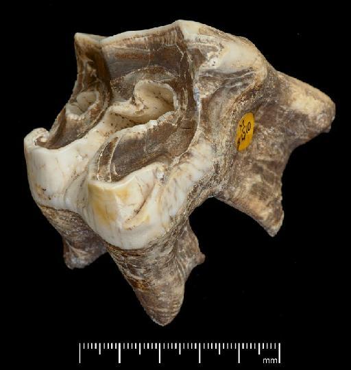 Stephanorhinus hundsheimensis (Toula, 1902) - M82510_7 Stephanorhinus hundeheimensis Boxgrove lower right m2