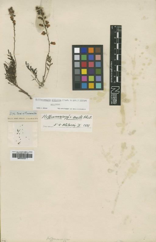 Hoffmannseggia erecta Philippi - BM000952011