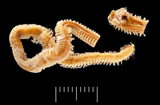 Nereis atlantica McIntosh, 1885 - Polychaete type specimen; Nereidae; 85.12.161 ventral