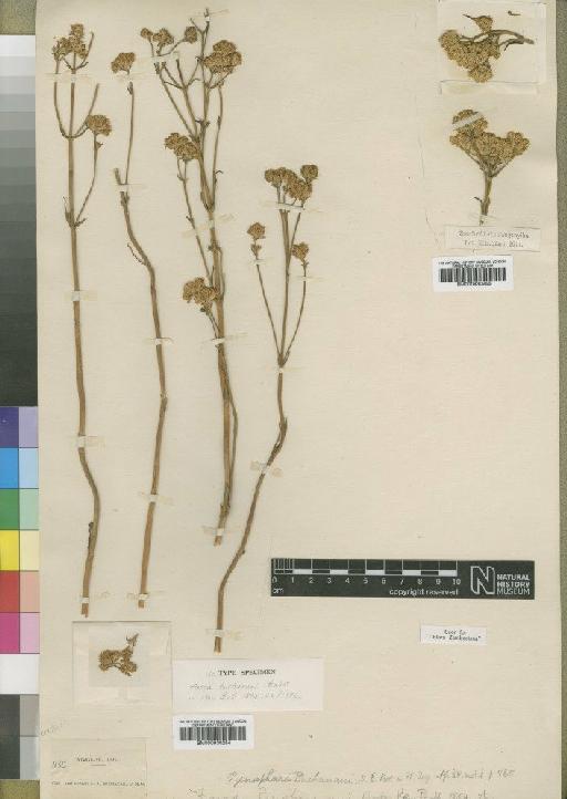 Pycnosphaera buchanani (Baker) N.E.Br. - BM000930254