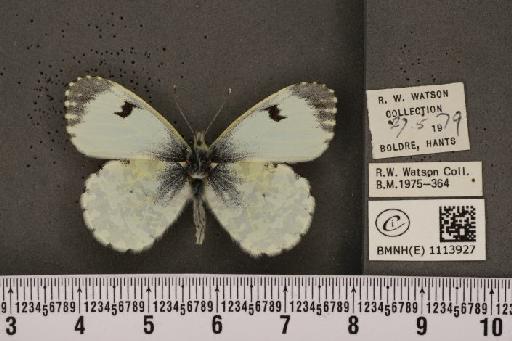 Anthocharis cardamines britannica ab. macula-punctata Frohawk, 1938 - BMNHE_1113927_66508