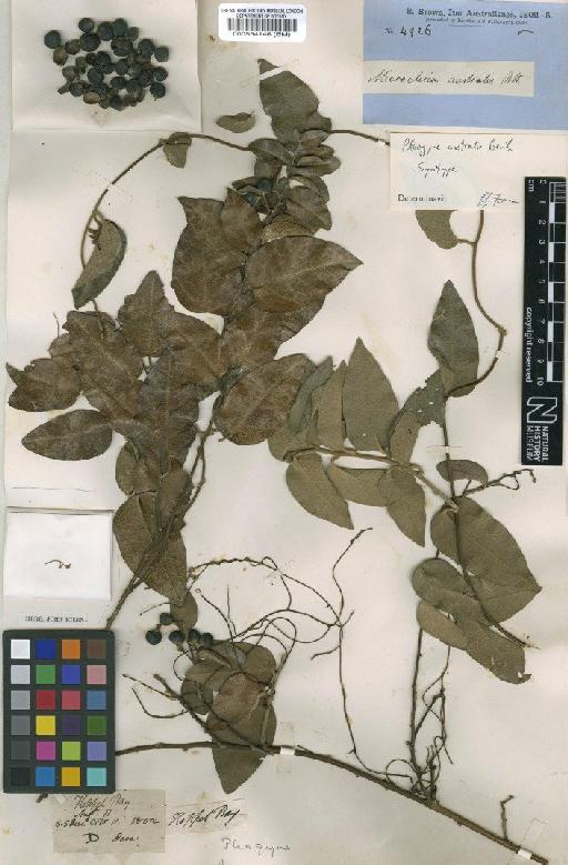 Pleogyne australis Benth. - BM000554146