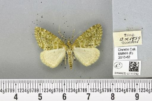 Chloroclysta miata (Linnaeus, 1758) - BMNHE_1770792_347663