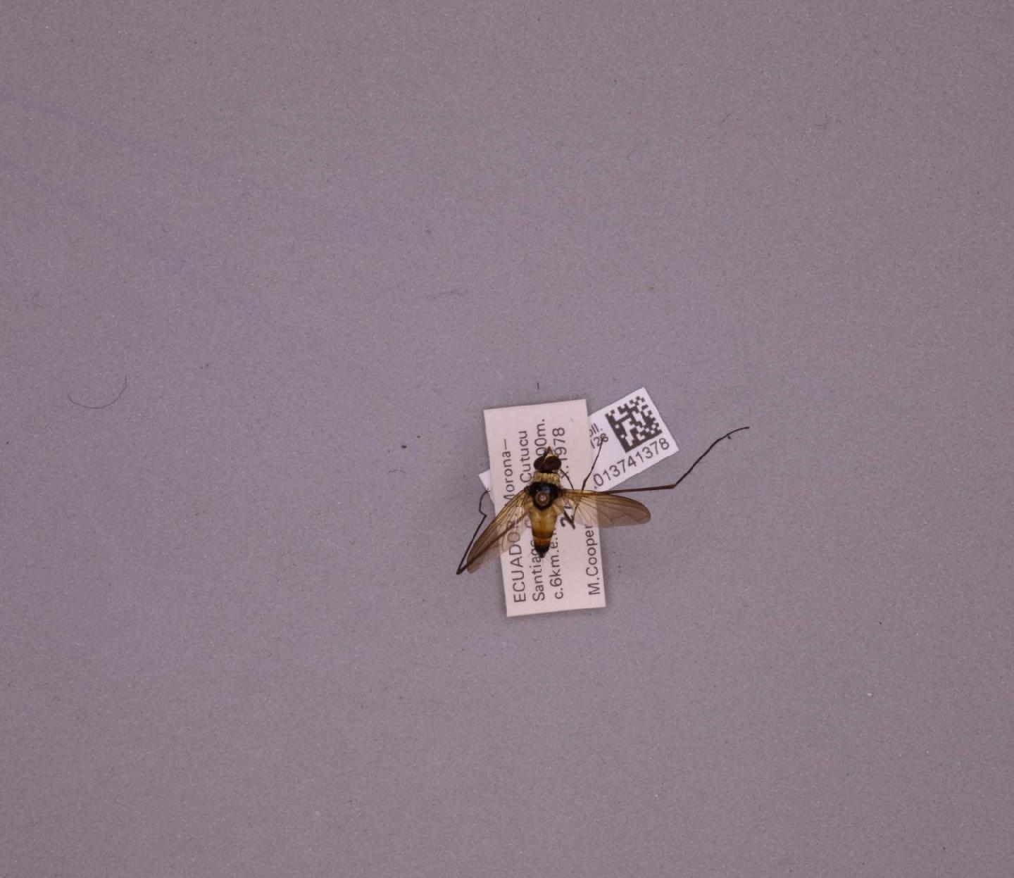 Cholomyia inaequipes thumbnail