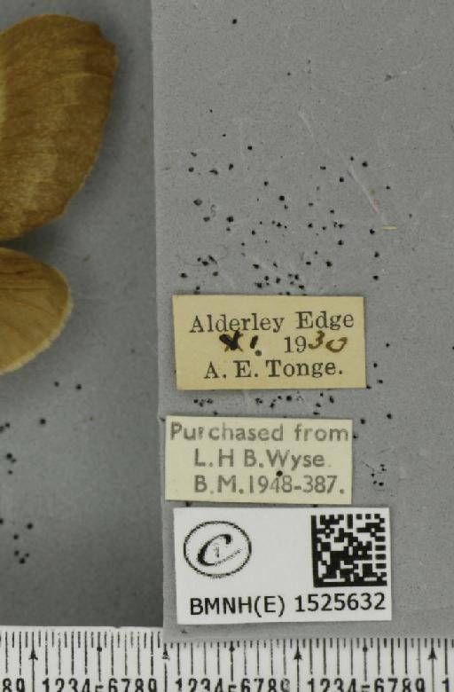 Macrothylacia rubi (Linnaeus, 1758) - BMNHE_1525632_label_196255