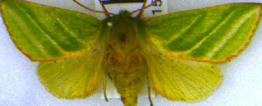 Pseudoips prasinana britannica (Warren, 1913) - BMNH(E)_1565452
