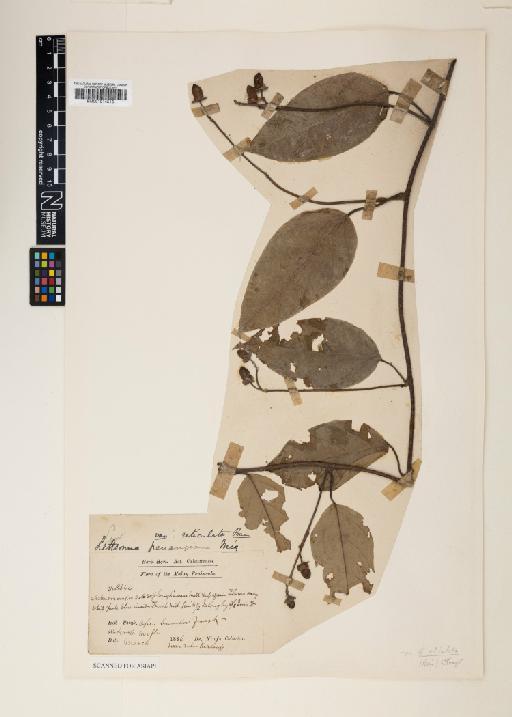 Ipomoea hooglandii var. microcalyx (Hoogland) J.R.I.Wood & Scotland - 001014513