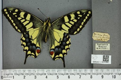 Papilio machaon britannicus Seitz, 1907 - BMNHE_1079360_64258