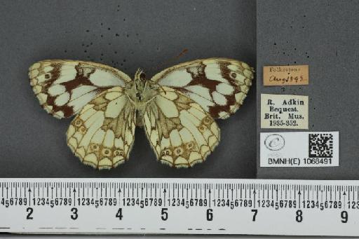 Melanargia galathea serena Verity, 1913 - BMNHE_1068491_34194