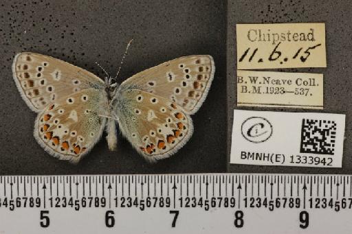Polyommatus icarus icarus (Rottemburg, 1775) - BMNHE_1333942_141823