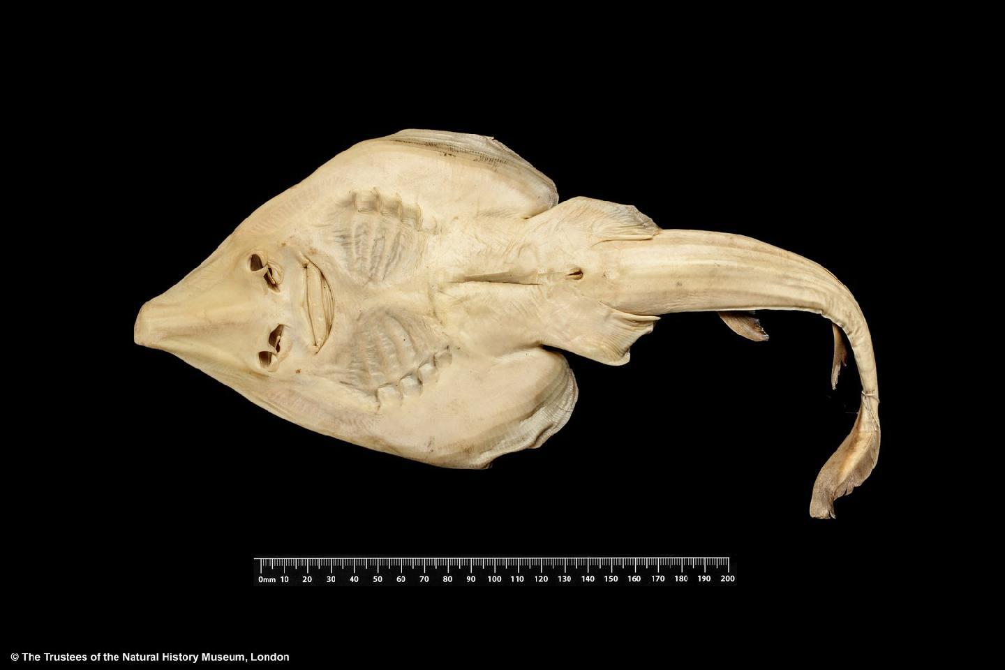 To NHMUK collection (Rhinobatus annandalei Norman, 1926; SYNTYPE(S); NHMUK:ecatalogue:3130642)