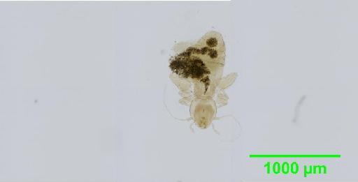 Liposcelis plesiopuber Broadhead & Richards, 1982 - 010150915__2016_03_17