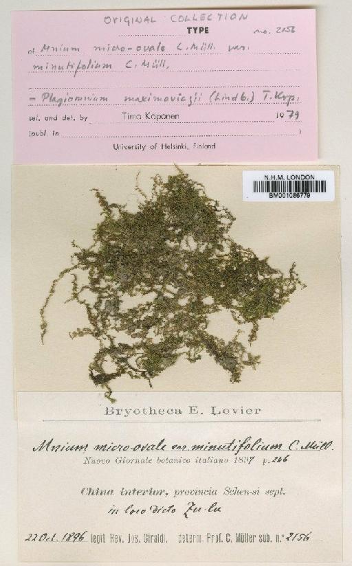 Plagiomnium maximoviczii (Lindb.) T.J.Kop. - BM001086779