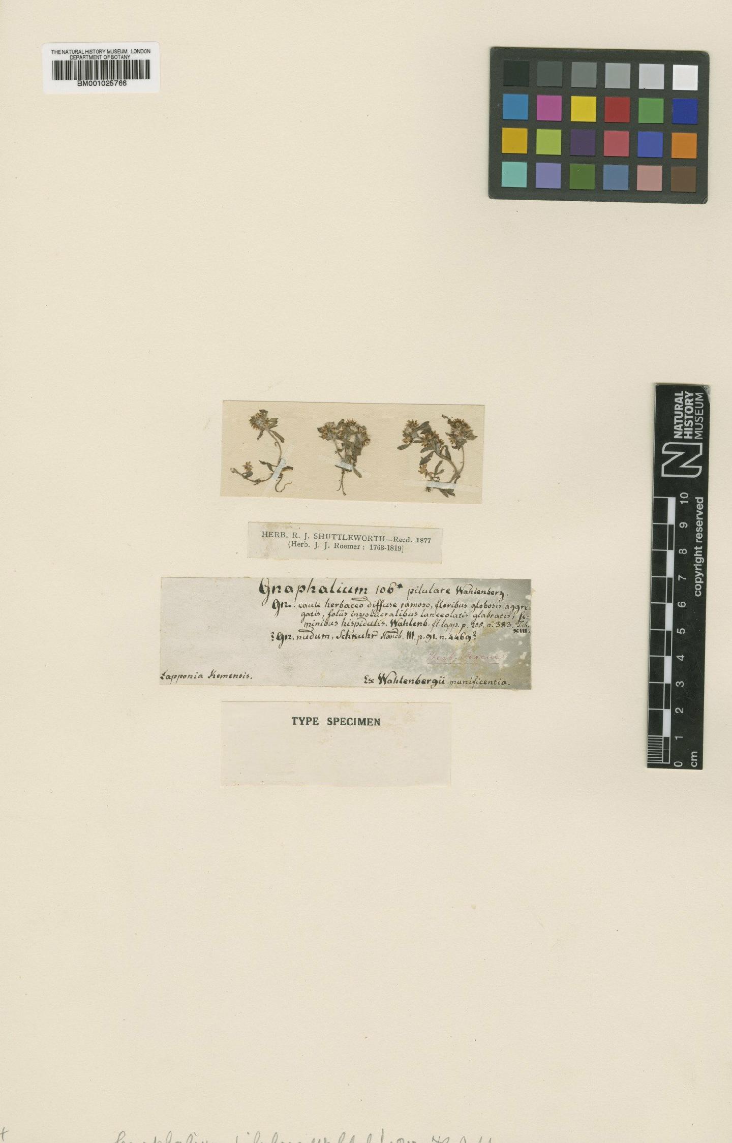 To NHMUK collection (Filaginella uliginosa subsp. uliginosa (L.) Opiz; Type; NHMUK:ecatalogue:1267055)