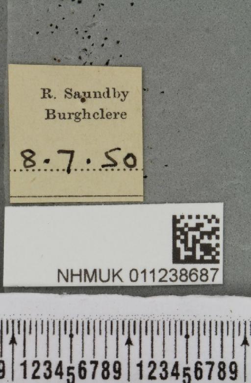 Brachylomia viminalis (Fabricius, 1777) - NHMUK_011238687_label_639375