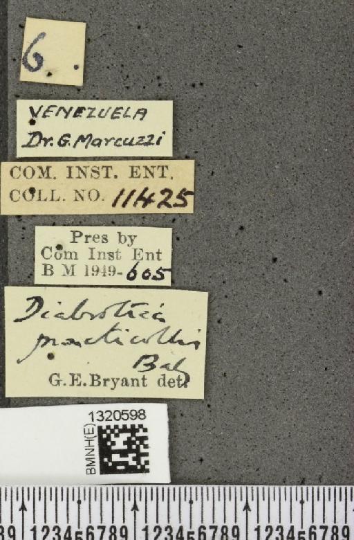 Paratriarius puncticollis (Baly, 1865) - BMNHE_1320598_label_21449