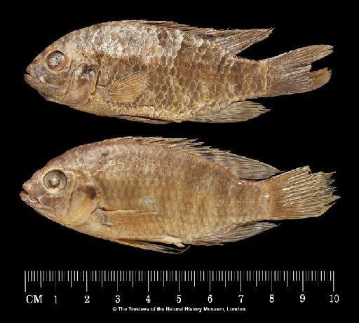 Tilapia sparrmanii Smith, 1840 - BMNH 1859.5.7.46, Tilapia sparrmanii