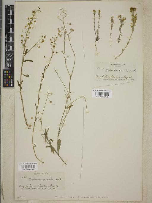 Lesquerella gracilis subsp. gracilis - BM013393195