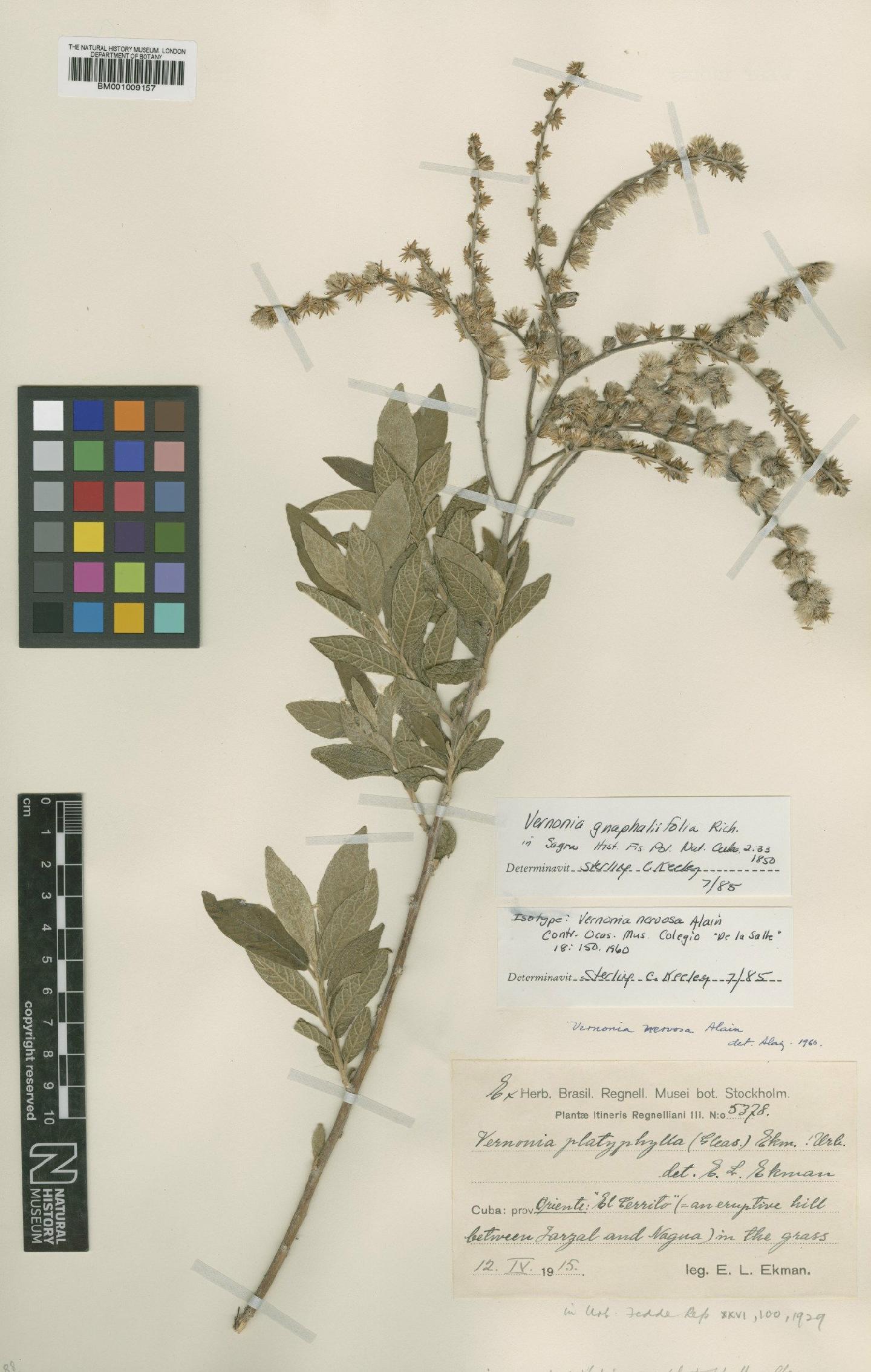 To NHMUK collection (Vernonia gnaphaliifolia A.Rich.; Isotype; NHMUK:ecatalogue:556296)