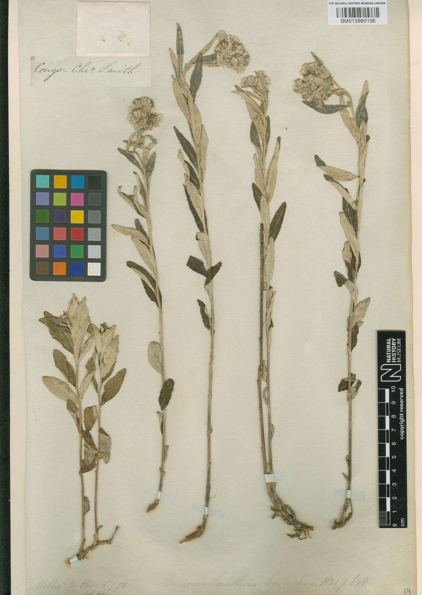 To NHMUK collection (Vernonia smithiana Less.; NHMUK:ecatalogue:9434934)