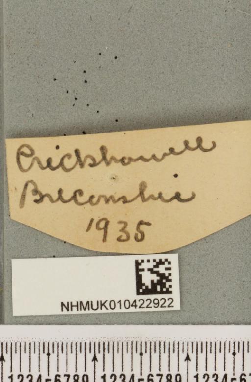 Hypena proboscidalis (Linnaeus, 1758) - NHMUK_010422922_label_536391