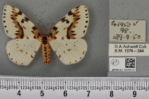 Abraxas grossulariata (Linnaeus, 1758) - BMNHE_1878132_437175