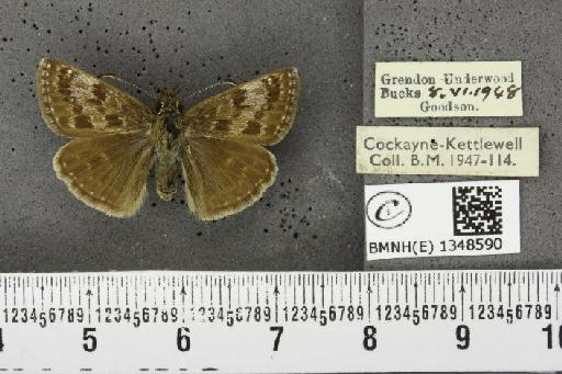 Erynnis tages tages (Linnaeus, 1758) - BMNHE_1348590_157623