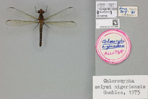 Chlorocypha nigeriensis Gambles, 1974 - 011253398_dorsal