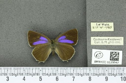 Neozephyrus quercus ab. bellus-obsoletus Tutt, 1907 - BMNHE_1135947_94044