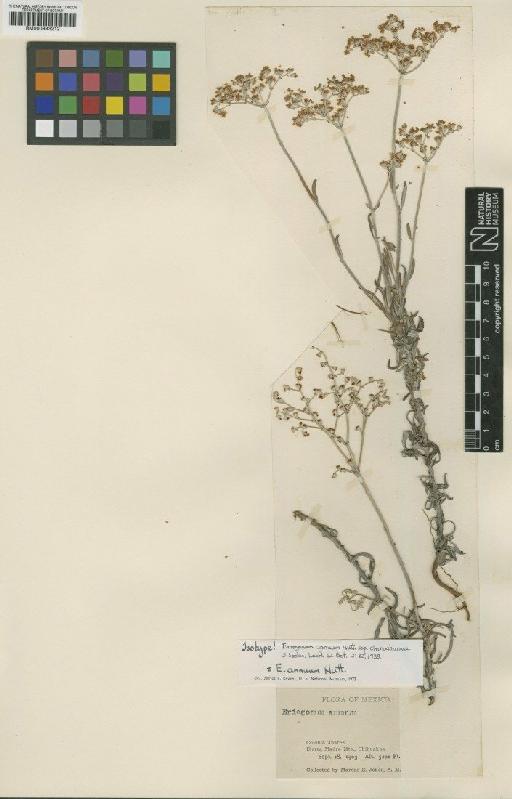 Eriogonum annuum subsp. chihuahaense S.Stokes - BM000993212