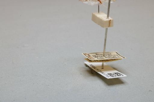 Nectopsyche separata (Banks, 1920) - 014413192_additional_2