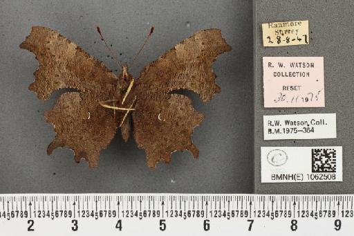 Polygonia c-album ab. carbonaria Verity, 1916 - BMNHE_1062508_23292