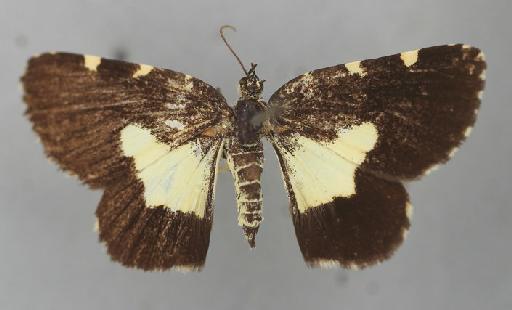 Scordylia basilata Guenée in Boisduval & Guenée, 1858 - Scordylia basilata Guenee syntype 1378646