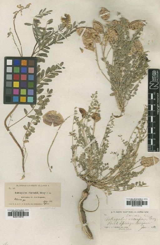 Astragalus douglasii var. parishii (A.Gray) M.E.Jones - BM001042739
