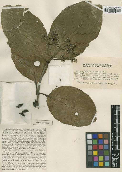 Neuburgia corynocarpa (A.Gray) Leenh. - BM001014360