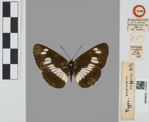 Neptis exaleuca - BMNH(E)#1719054_Neptis_exaleuca_suffusa_Rothschild_holotype_male_labels