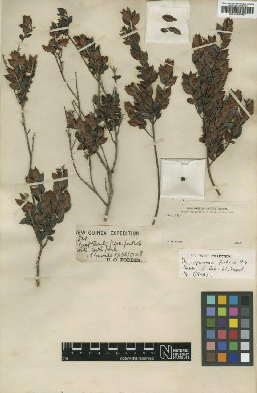 Decaspermum forbesii Baker f. - BM000944004