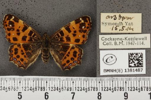 Araschnia levana (Linnaeus, 1758) - BMNHE_1381487_167663