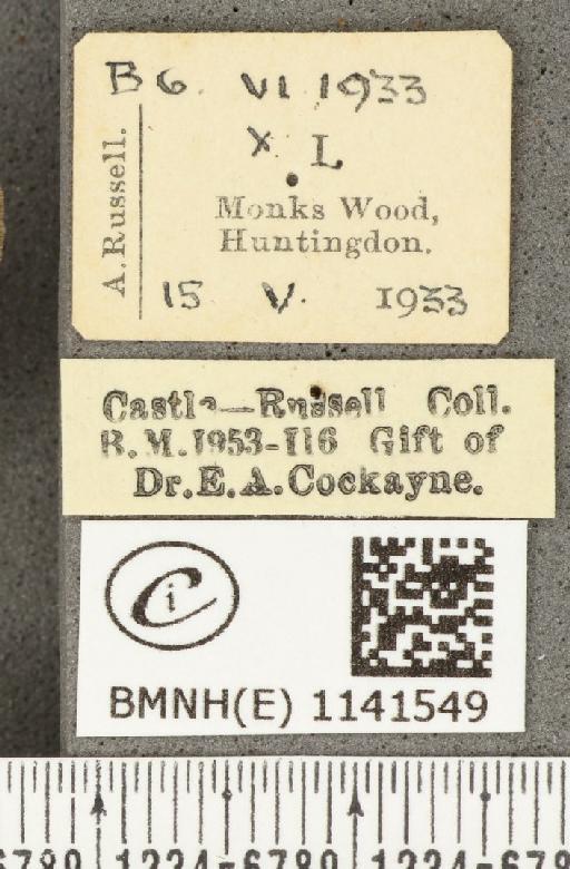 Satyrium pruni (Linnaeus, 1758) - BMNHE_1141549_label_96057