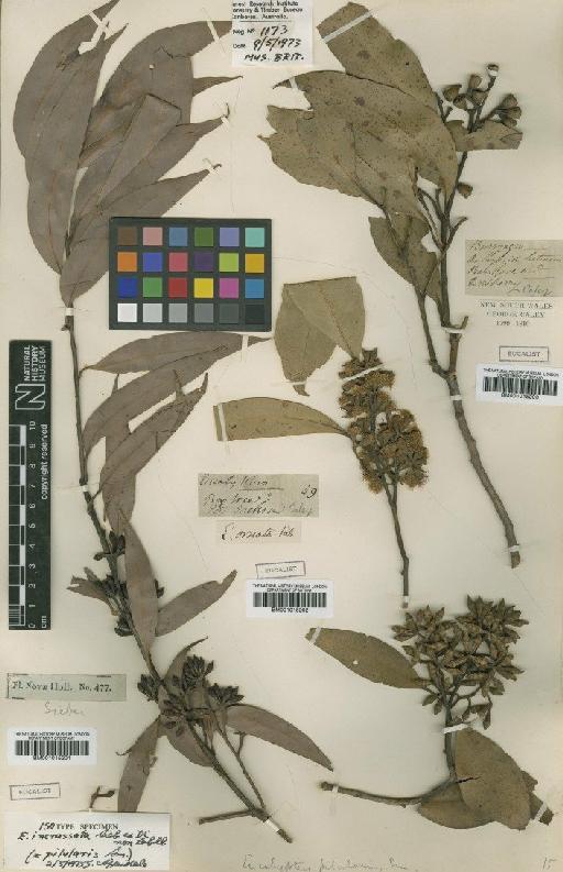 Eucalyptus pilularis Sm. - BM001015203