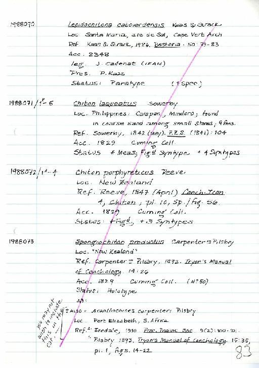 Chiton porphyreticus Reeve, 1847 - Zoology Accessions Register: Mollusca: 1986 - 1993: page 83