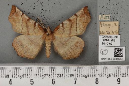 Selenia dentaria (Fabricius, 1775) - BMNHE_1885652_445635