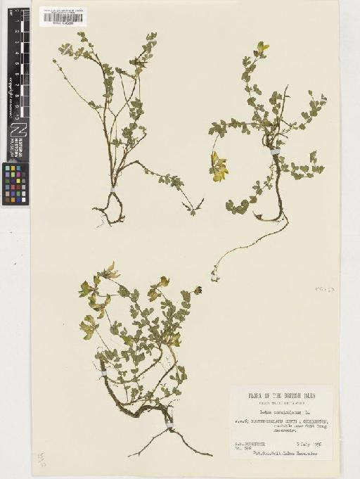 Lotus corniculatus L. - BM001036286