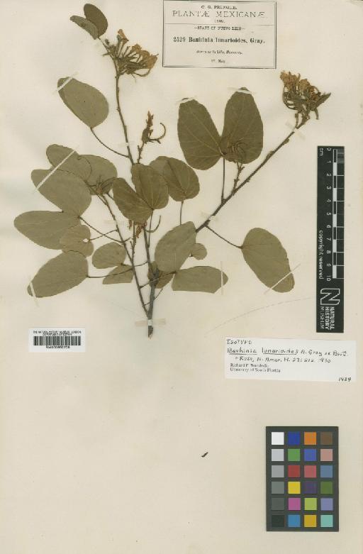 Bauhinia lunarioides A.Gray ex Britton & Rose - BM000952208