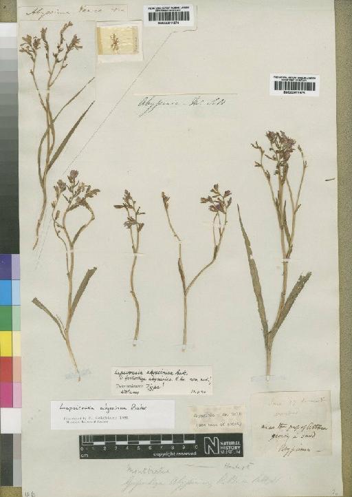 Lapeirousia abyssinica (A.Rich. ex R.Br.) Baker - BM000911974