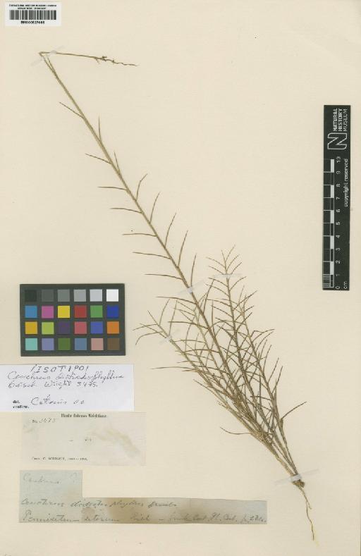 Cenchrus distichophyllus Griseb. - BM000927686