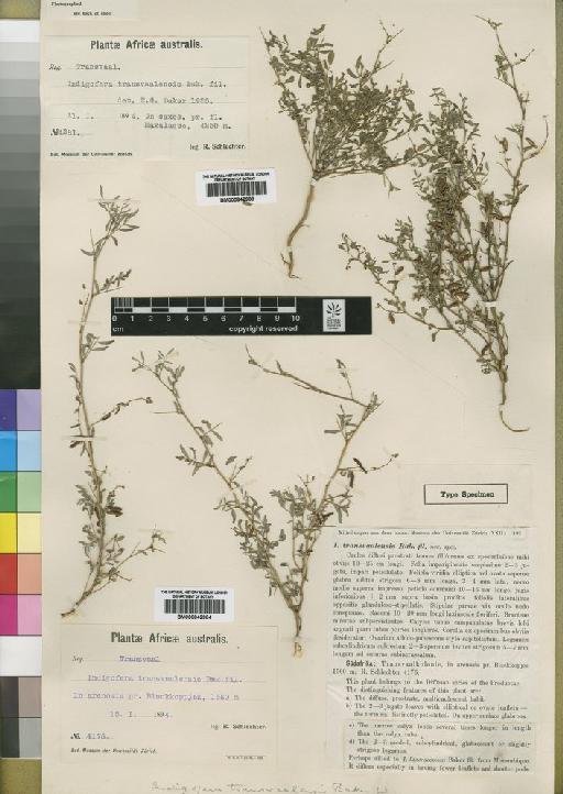 Indigofera transvaalensis Baker f. - BM000842983