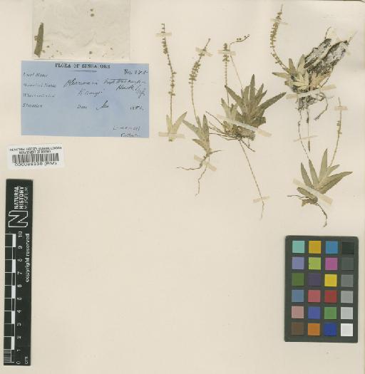 Oberonia dissitiflora Ridl. - BM000088339