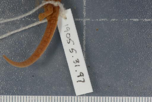 Bolitoglossa orestes - Image of specimen 1905.5.31.97